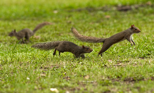 Squirrel Chase